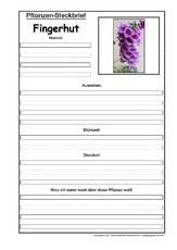 Pflanzensteckbrief-Fingerhut.pdf